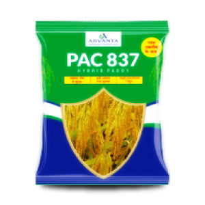 PAC837 HYBRID PADDY (RICE)