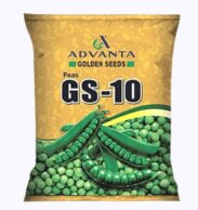 gs 10 pea seed