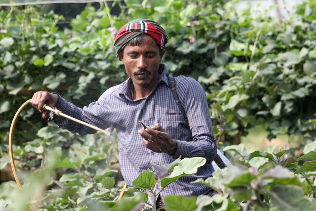 Integrated Pest Management for Brinjal Pest