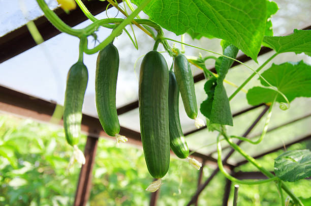 cucumber farm