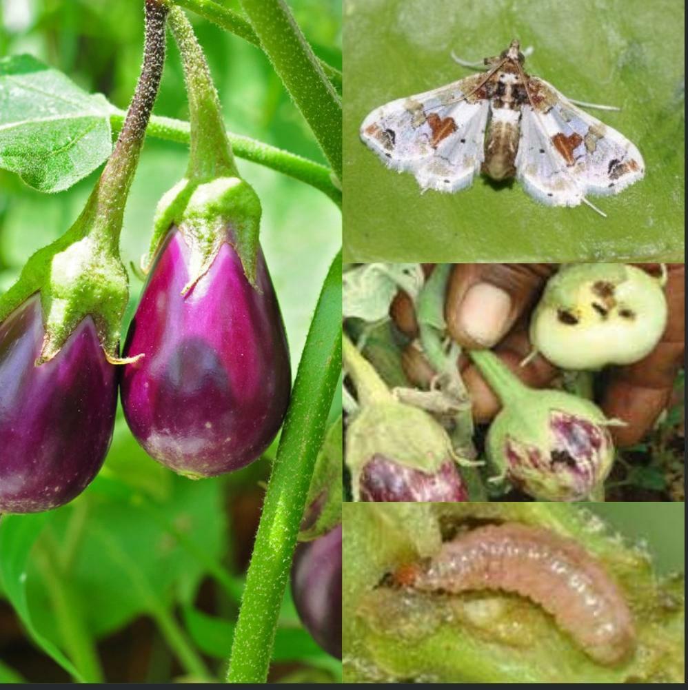 Pest Management in Brinjal Farming with VNR Seeds Brinjal