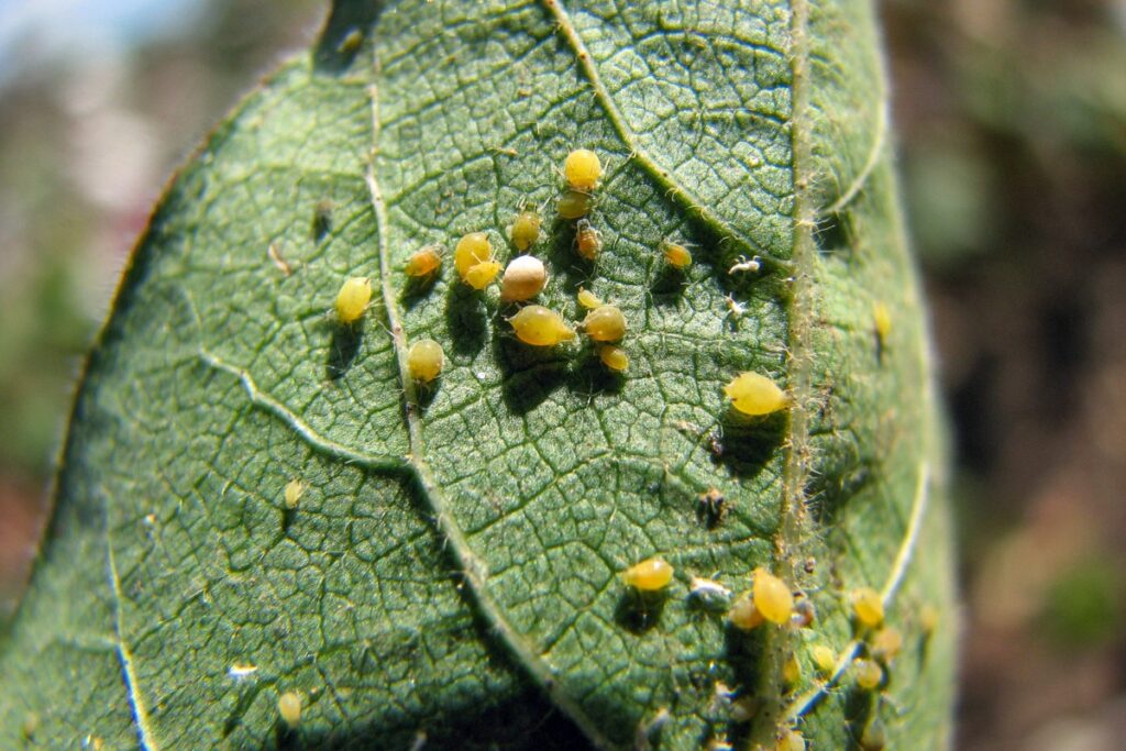 Aphids 