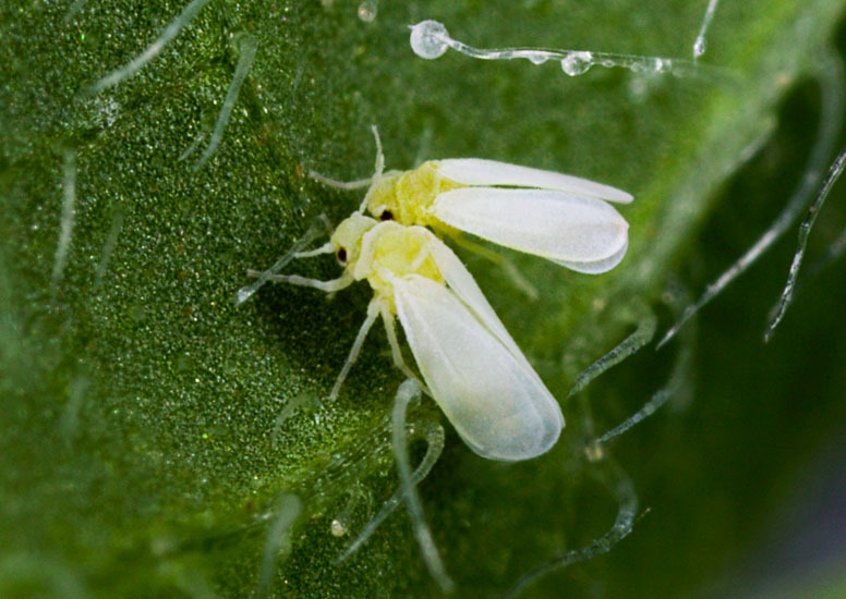 Whitefly