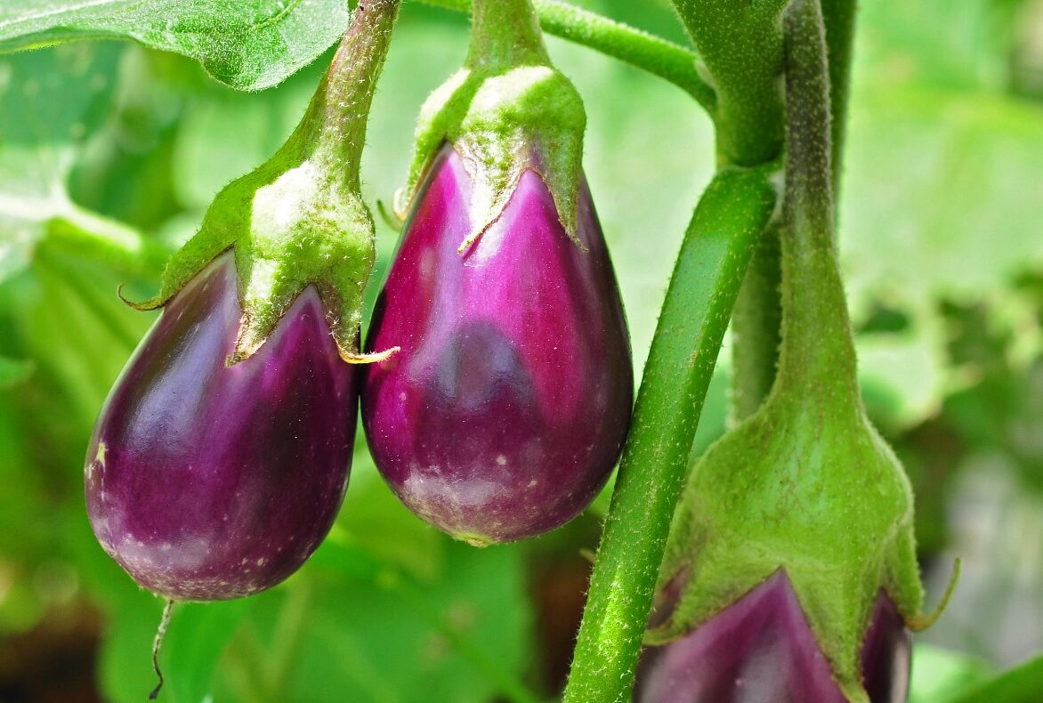 brinjal pest management