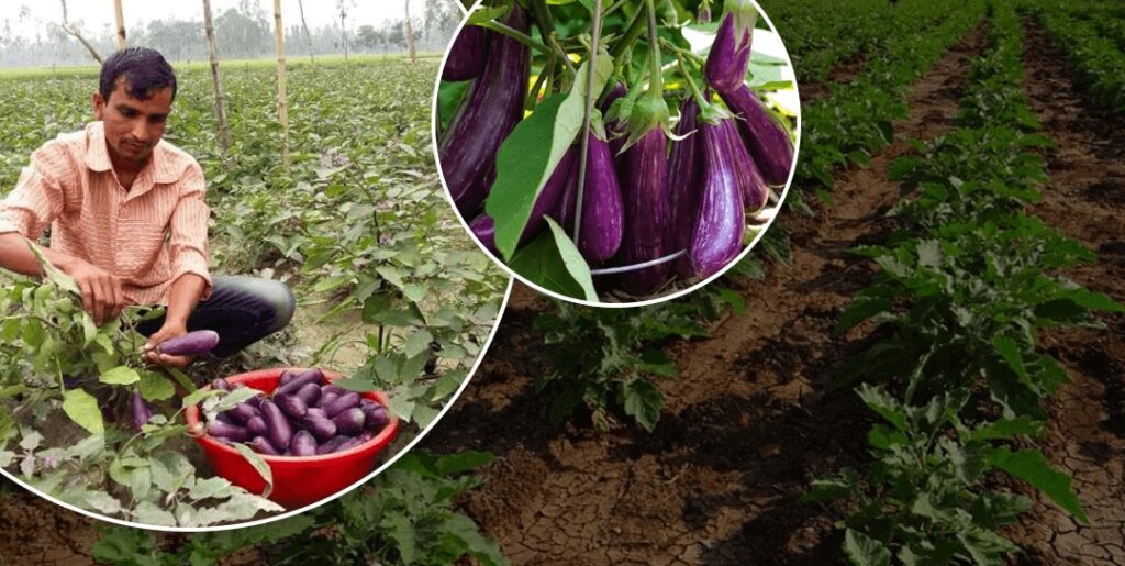 brinjal pest management