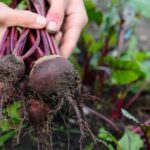 How to Maximize Yield from VNR Bottle Gourd Seeds