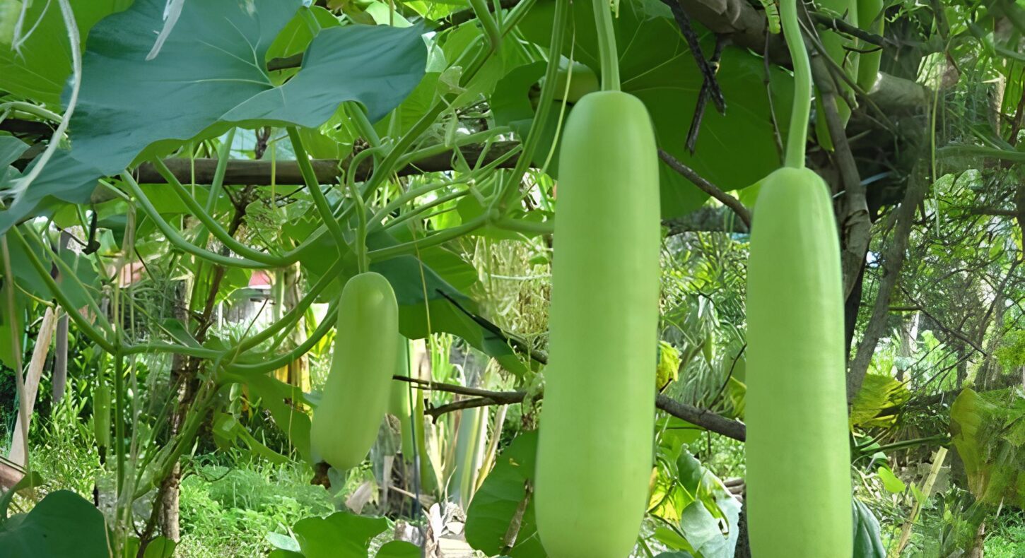 lauki, bottle gourd