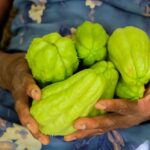 Pest Management in Brinjal Farming with VNR Seeds Brinjal