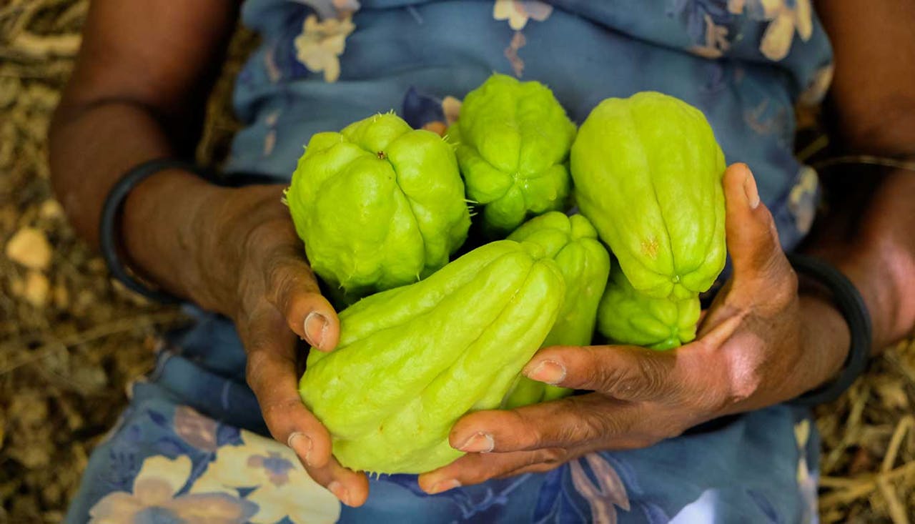 Chayote vegetable