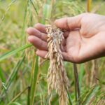 Rice Diseasea: Understanding and Managing of Paddy Diseases