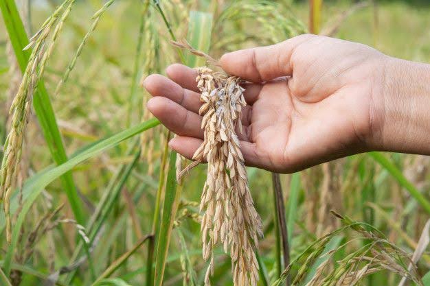 rice disease